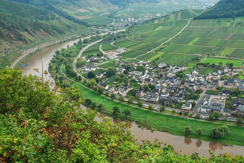 View of the Mosel River at the wine village of Ernst and its vineyards, Moselle Valley, Landkreis Cochem-Zell, Rhineland-Palatinate, Germany, Europe
