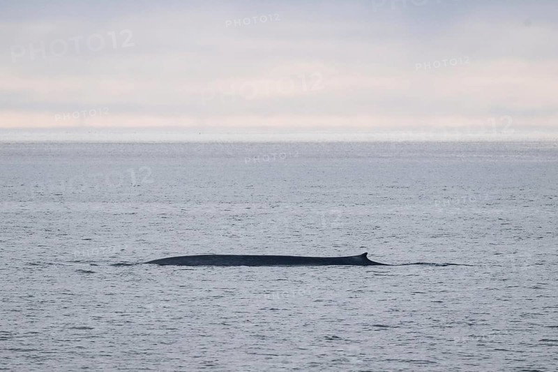Blue whale (Balaenoptera musculus), Woodfjord, Spitsbergen archipelago, Svalbard and Jan Mayen, Norway, Europe