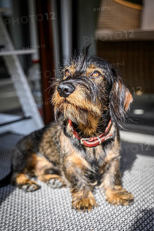 Rough-haired dachshund, male, 3 years old, standing on the balcony in the sun and looking upwards. The black and brown coat looks wiry, Stuttgart, Baden-Württemberg, Germany, Europe