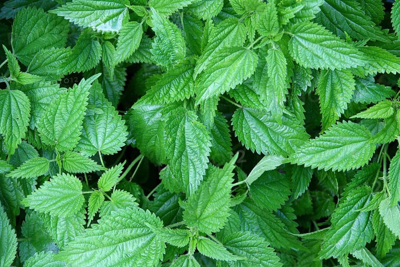 Wet green nettle leaves background
