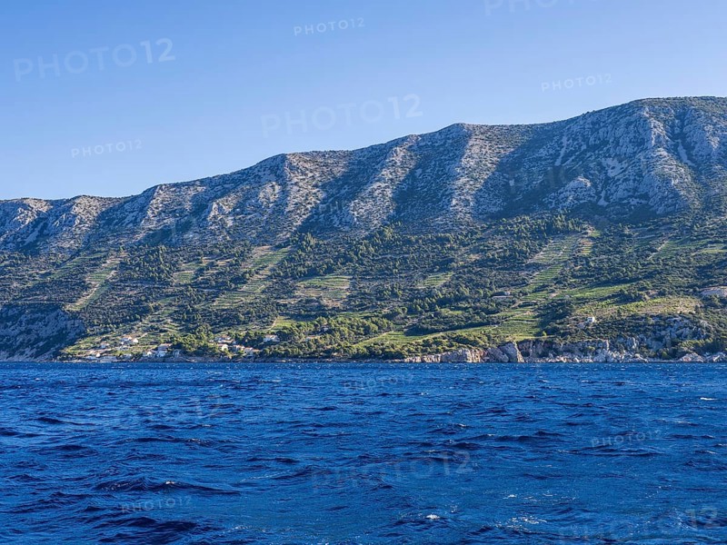 Vineyard on steep slopes by the sea, Peljesac peninsula, near Trstenik, Dalmatia, Croatia, Europe