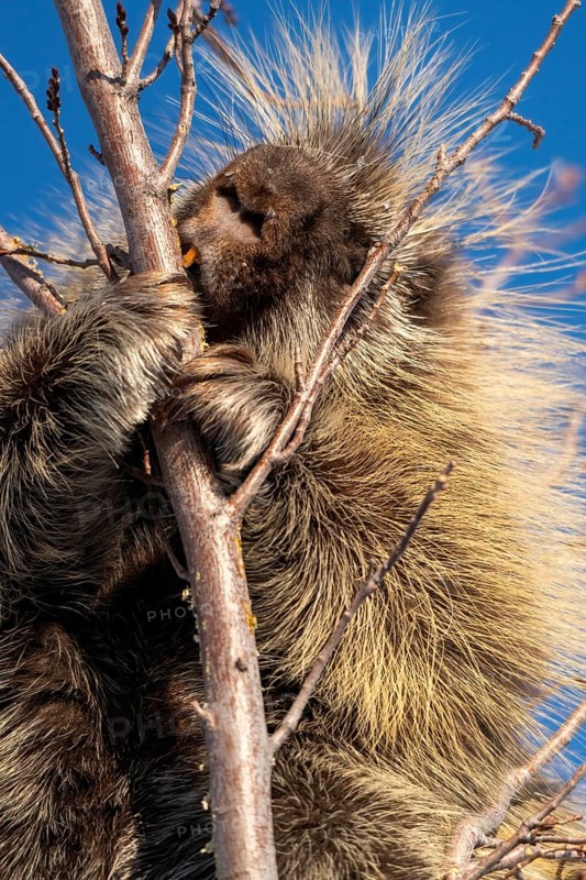 Porcupine Close Up in the Saskatchewan Prairies