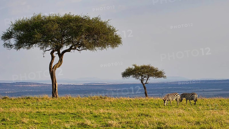 Two plains zebras (Equus quagga) under two acacia trees in the landscape of the Masai Mara, Kenya, Africa