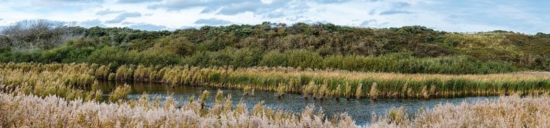Sea grasses, plants, natural water ponds and sand dunes in the Flemish nature reserve Fonteintjes in Blankenberge, Belgium, Europe