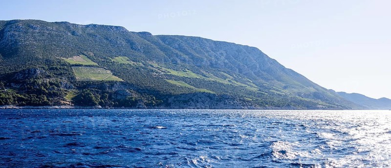 Vineyard on steep slopes by the sea, Peljesac peninsula, near Trstenik, Dalmatia, Croatia, Europe