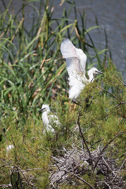 Great egret, Ria Formosa, Olhao, Algarve, Portugal, Europe