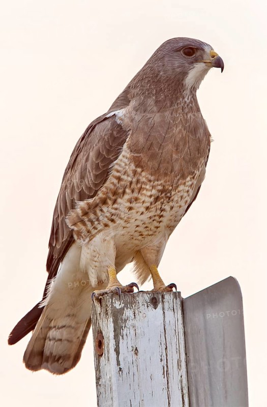 Swainsons Hawk Prairie in Saskatchewan Canada beautiful