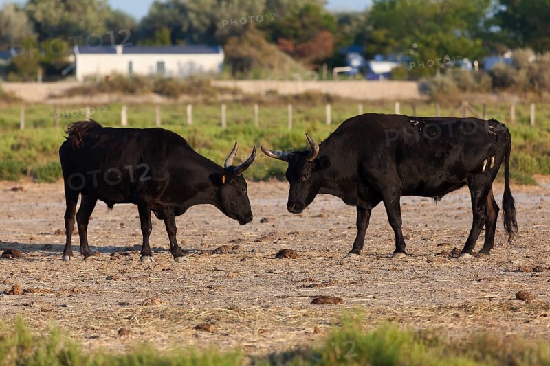 Bulls of Camargue, Bouches du Rhone, France, Europe