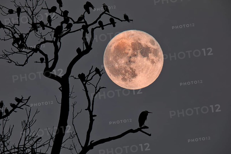 A bird sits on a branch in the foreground while a large full moon illuminates the night sky, Fantasy, Composing, Basel, Switzerland, Europe