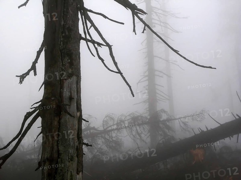 Dead forest