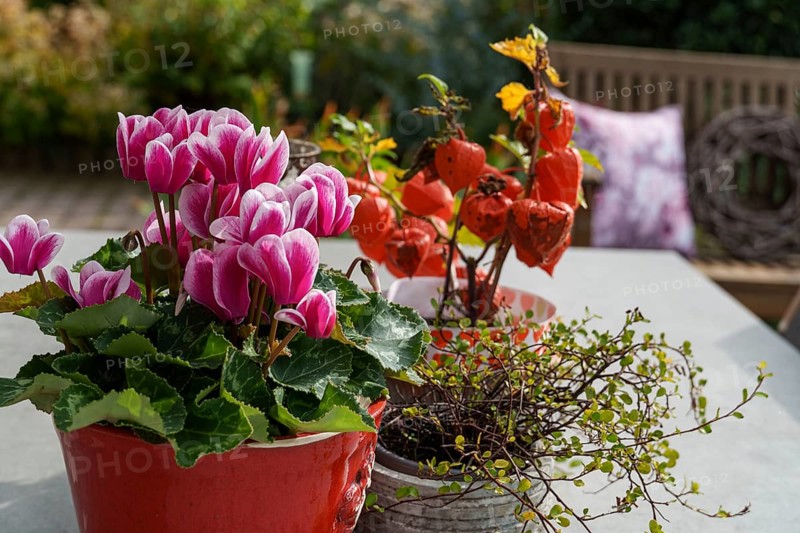 Colourful flower pots on a table in the garden with a wooden bench in the background, Weseke, Münsterland, Germany, Europe