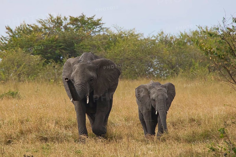 Elephant cow with offspring (Loxodonta africana), Masai Mara, Kenya, Africa