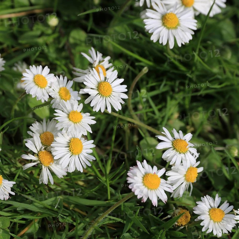 Daisy growing on a green meadow