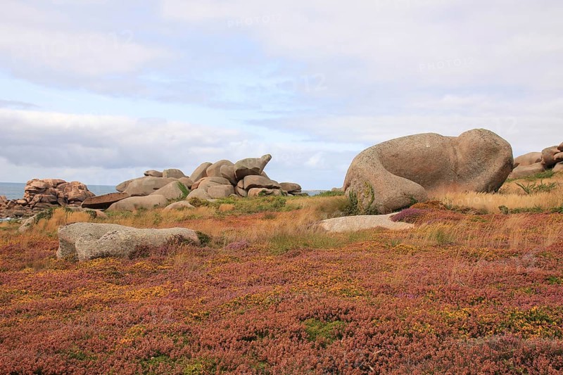 Granite boulder and colorful wildflowers in Brittany, France, Europe