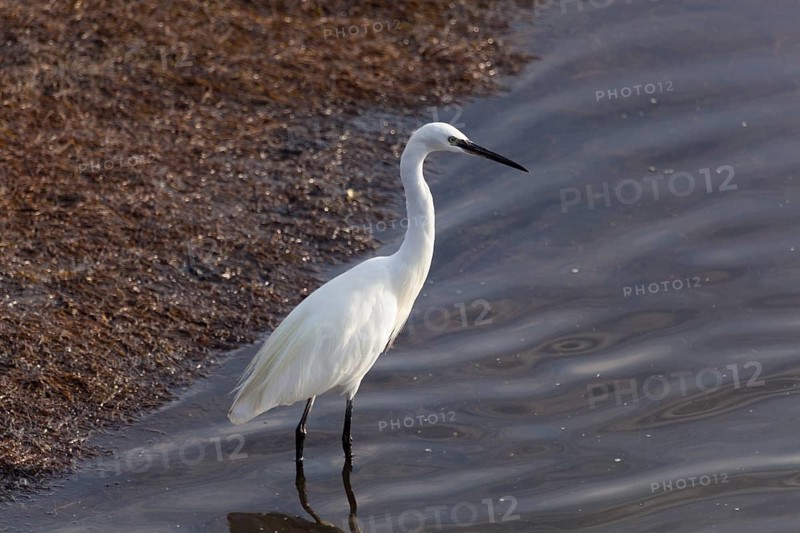 Heron in Ria Formosa, Faro, Algarve, Portugal, Europe