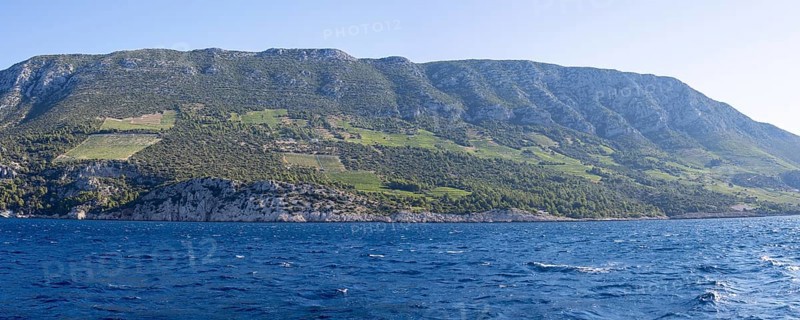 Vineyard on steep slopes by the sea, Peljesac peninsula, near Trstenik, Dalmatia, Croatia, Europe