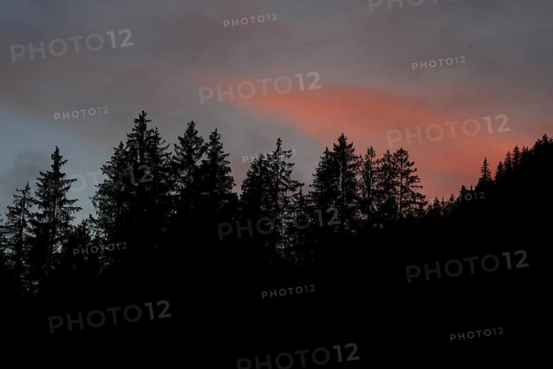 Fir forest at nightfall