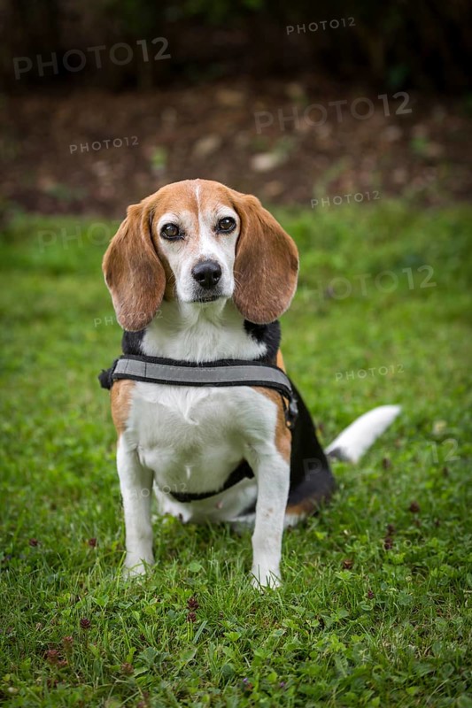 Little beagle bitch sits in a meadow with her harness on