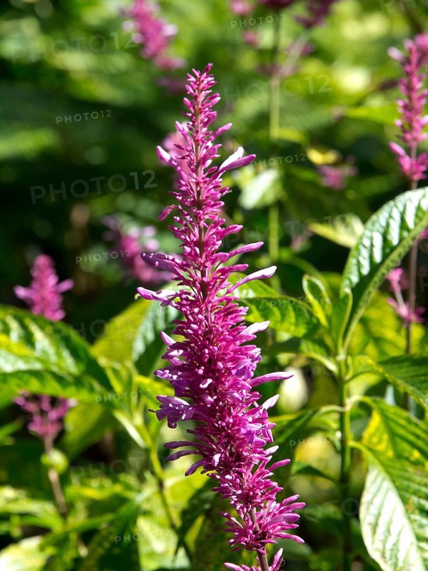 Close-up of a purple flower with green leaves in a summer garden, puerto de la cruz, tenerife, spain