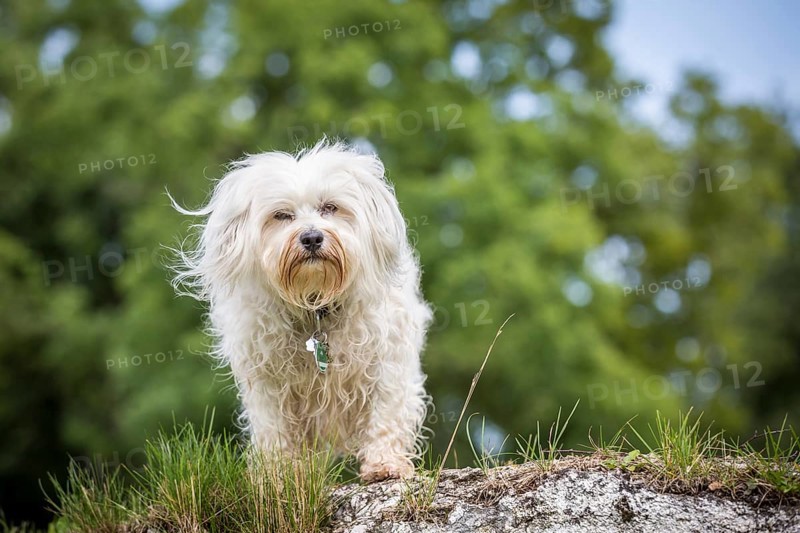 Small white Havanese stands on a stone and lets the wind blow through his fur
