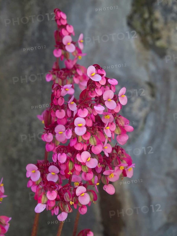 Close-up of pink and rose flowers against a stone background, puerto de la cruz, tenerife, spain