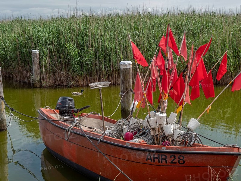 A fishing boat with red flags in the calm waters of the harbour, surrounded by reeds and wooden posts, ahrenshoop, zingst, baltic sea, germany