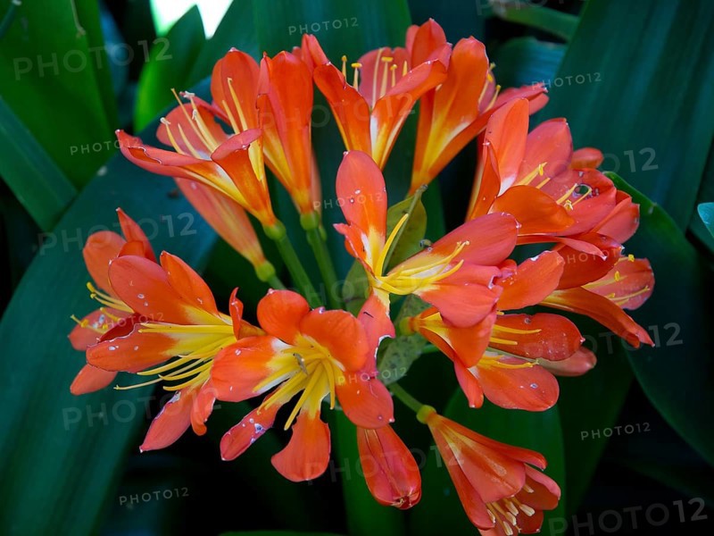 Orange flowers with yellow centres blooming on green leaves, puerto de la cruz, tenerife, spain