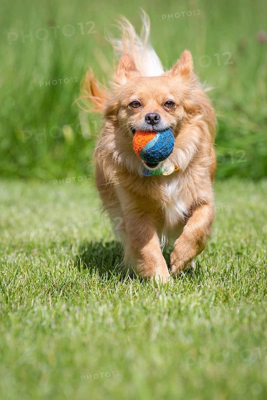 Small brown dog runs towards the photographer with a tennis ball in his mouth