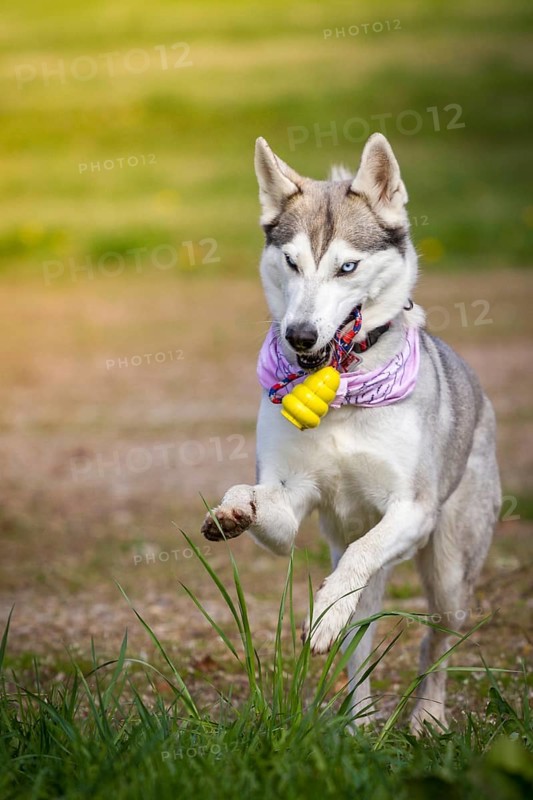 Husky lady retrieves her yellow toy