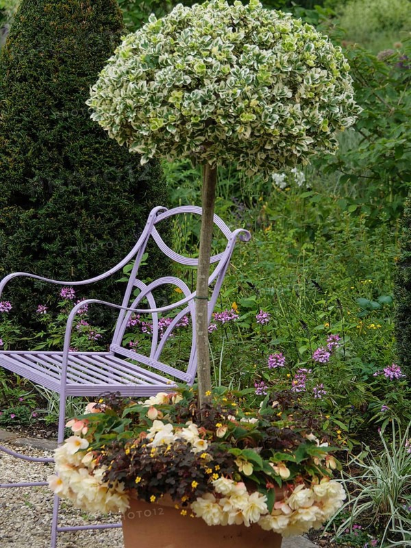 Small tree in a flower pot, purple metal bench, surrounded by green nature and flowers, Steinfurt, North Rhine-Westphalia, Germany, Europe