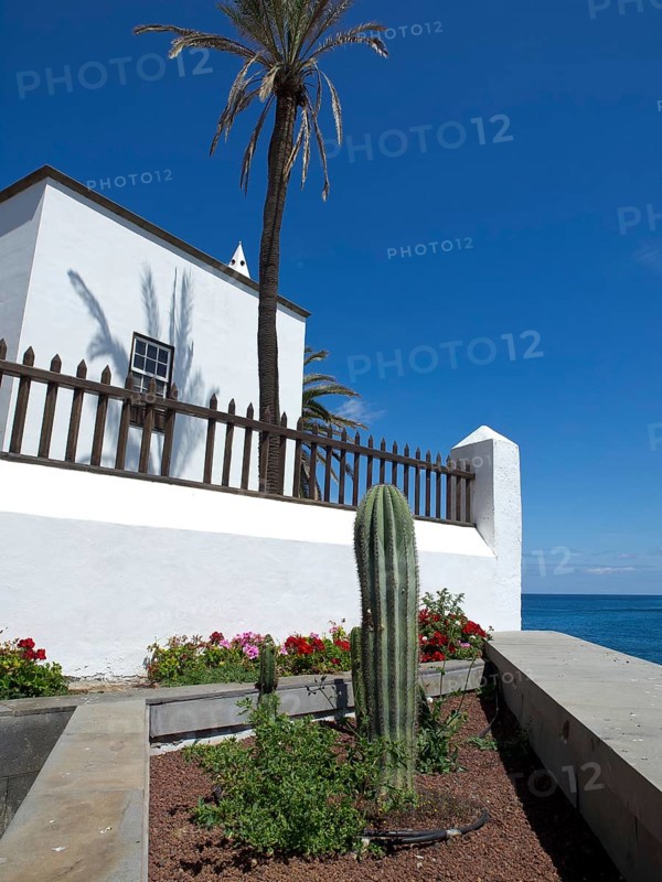 White house next to a cactus and a palm tree, with flowers and a blue sky in the background, puerto de la cruz, tenerife, spain