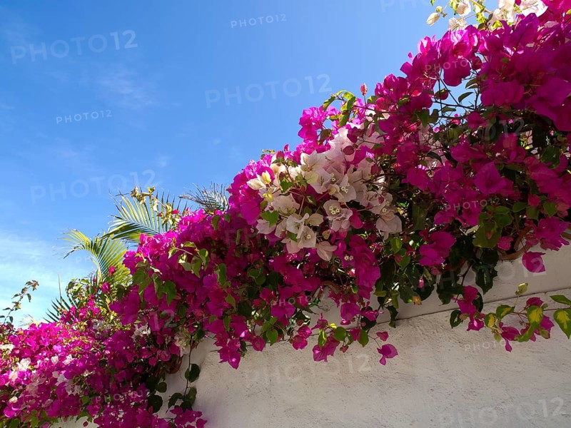 Pink and white flowers hanging over a wall under a clear blue sky, puerto de la cruz, tenerife, spain