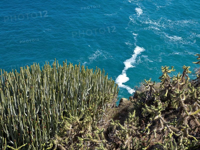 Blü ocean with waves crashing against a cliff covered in cactus plants, puerto de la cruz, tenerife, spain