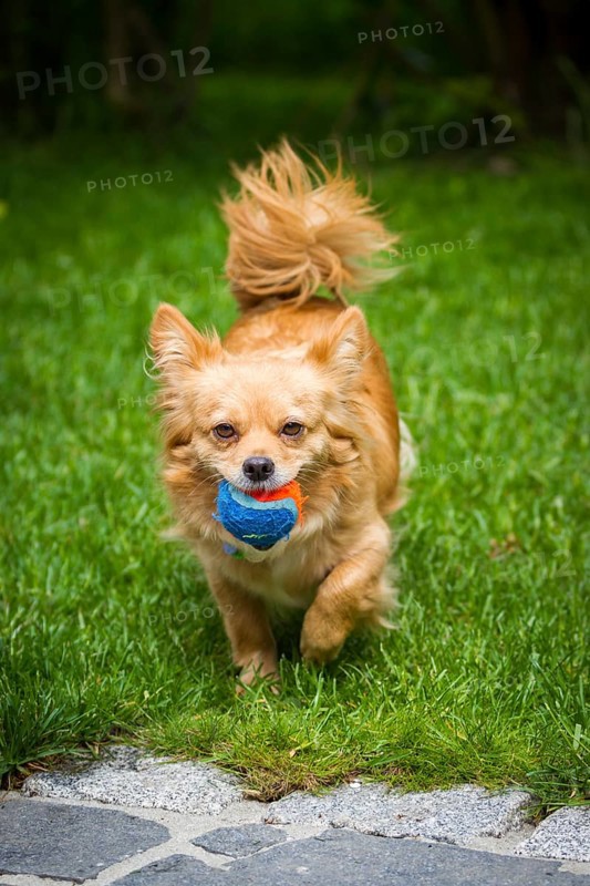 Small brown mixed-breed dog with ball on a green meadow in the garden