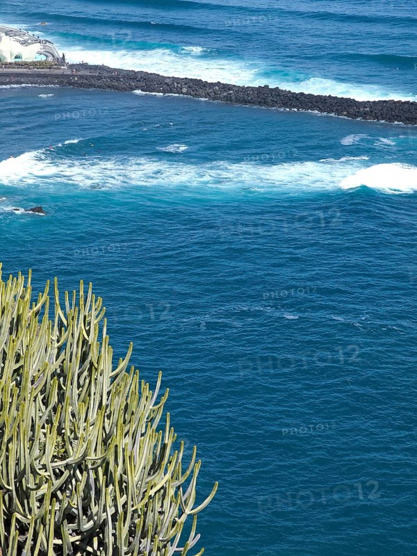 View of the blue sea with waves and a cactus in the foreground, puerto de la cruz, tenerife, spain