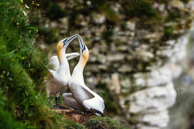 Northern Gannet, Morus bassanus, pair of birds on the cliff, Bempton Cliffs, North Yorkshire, England, United Kingdom, Europe