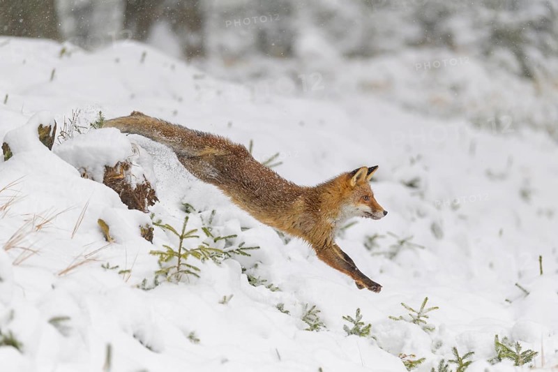 Red fox (Vulpes vulpes), in mid-leap through a snowy forest, surrounded by evergreen trees and snowflakes falling gently, Czech Republic, Europe