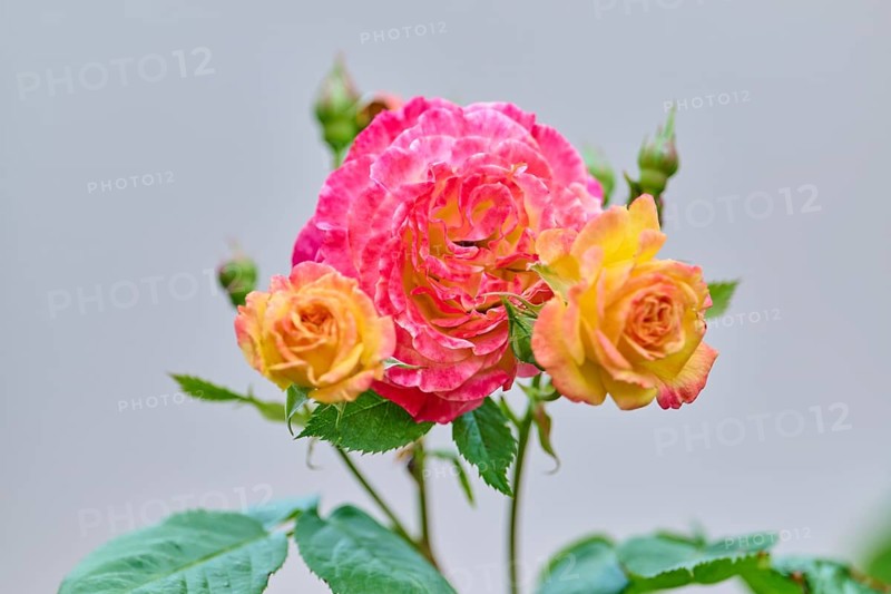 Multicoloured pink-orange rose with buds against a light background, Miltenberg, Bavaria, Germany, Europe