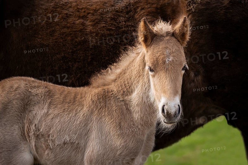 Portrait of a light brown foal of the Icelandic horse breed. The colour is isabella, the white area around the mouth is called mealy muzzle or milk mouth