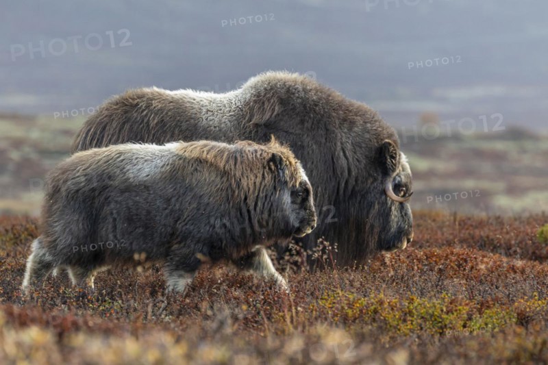 Musk oxen (Ovibos moschatus), mother and calf, young animal, standing, autumn, Dovrefjell National Park, Norway, Europe