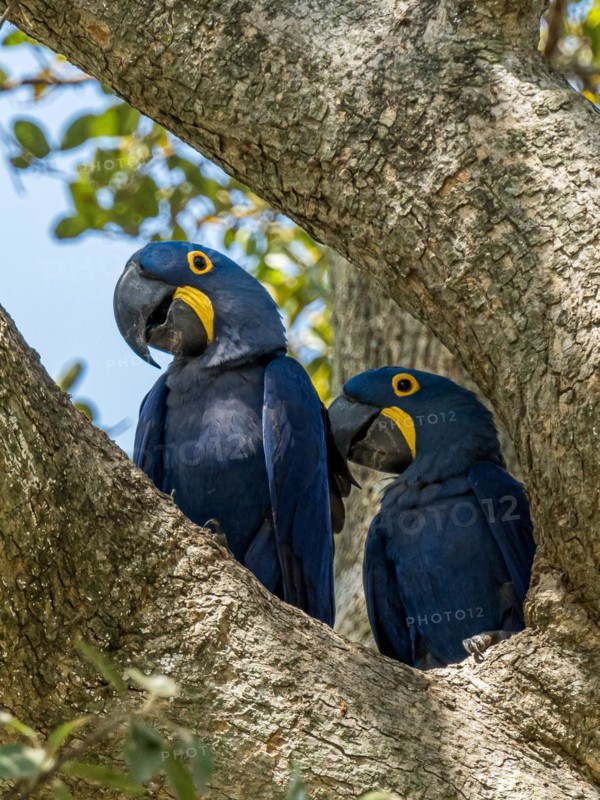 Hyacinth macaw (Anodorhynchus hyacinthinus), Pousada Santa Clara, Nhecolandia, Corumba, Mato Grosso do Sul, Brazil, South America