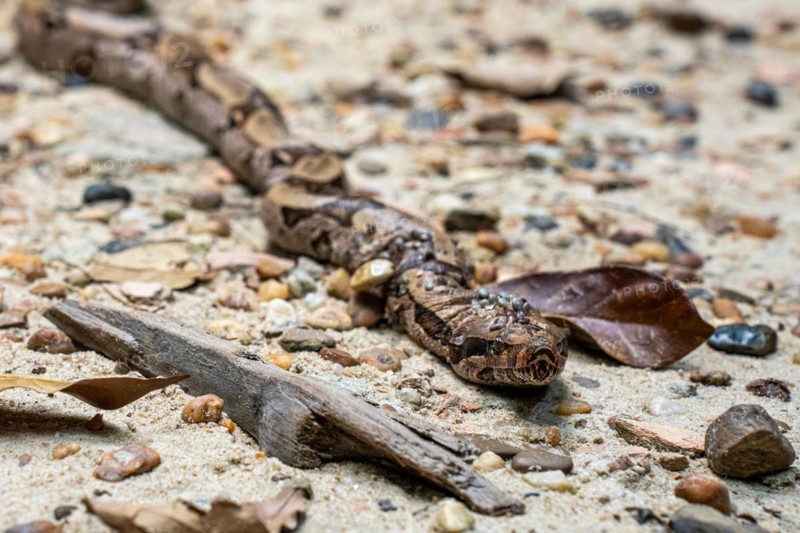 Boa constrictor infested with ticks, Amazon Museum MUSA, Cidade de Deus, Manaus, Brazil, South America
