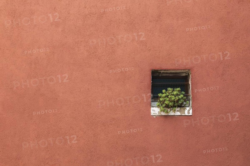 Salmon coloured stucco exterior house wall with green succulent plant on windowsill, Burano Island, Venetian Lagoon, Venice, Veneto, Italy, Europe