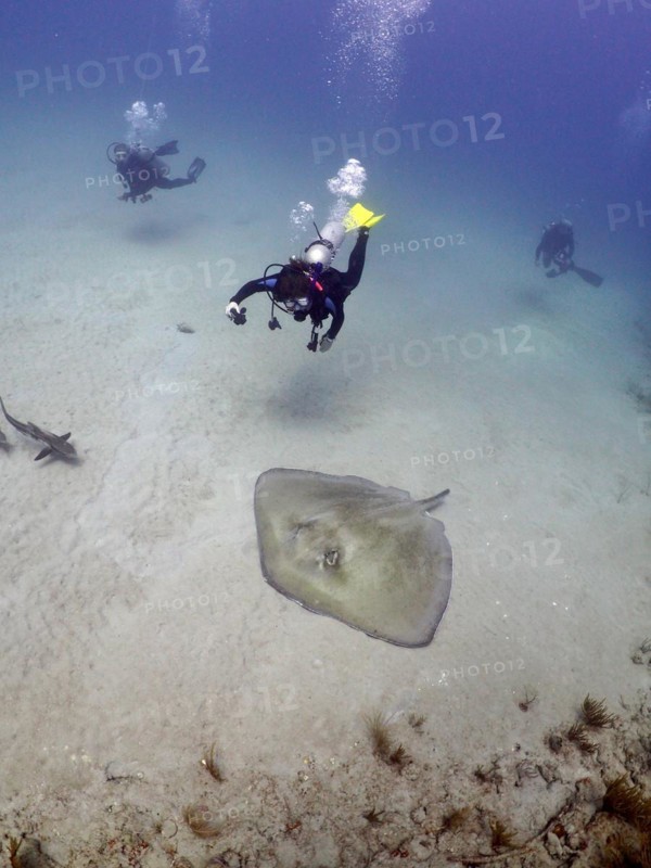 Diver looking at an American stingray (Hypanus americanus) . Dive site Breakers, Palm Beach, Florida, USA, North America