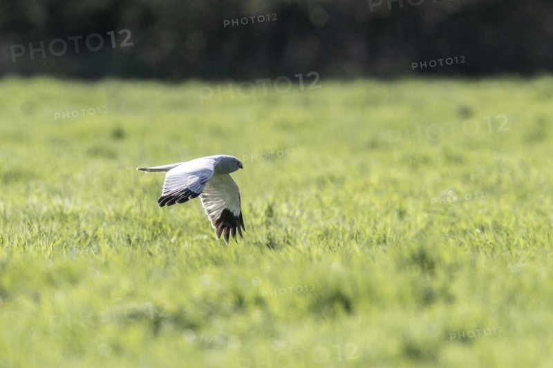 Hen harrier (Circus cyaneus), Emsland, Lower Saxony, Germany, Europe