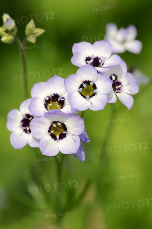 Bird's eye or tricolour gilia (Gilia tricolor), flowers, native to North America, ornamental plant, North Rhine-Westphalia, Germany, Europe
