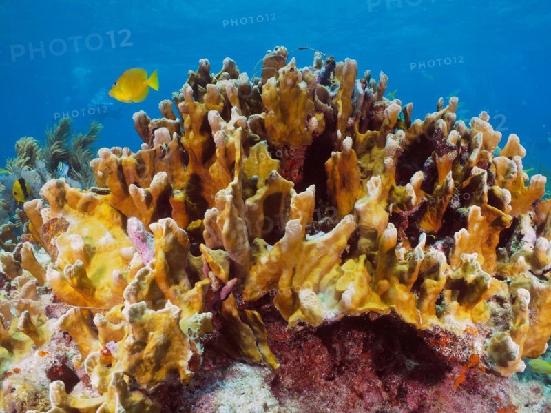 Fire coral (Millepora complanata), dive site John Pennekamp Coral Reef State Park, Key Largo, Florida Keys, Florida, USA, North America