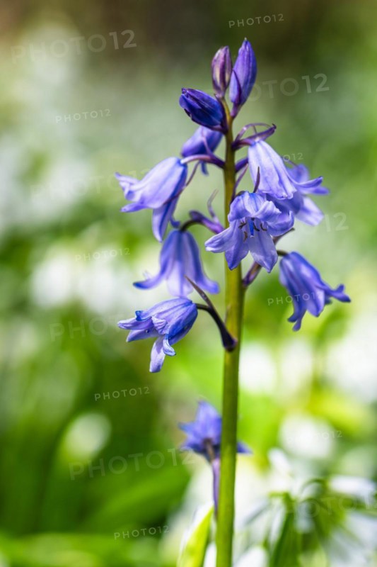 Bluebell, Hyacinthoides non-scripta in forest at spring time