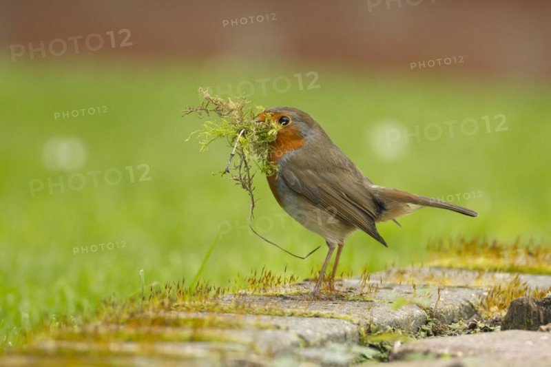 European robin (Erithacus rubecula) adult bird in a garden with nesting material in its beak in spring, England, United Kingdom, Europe