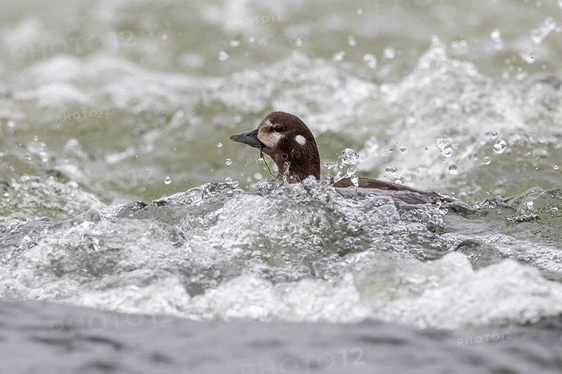 Harlequin duck (Histrionicus histrionicus), female, swimming in a raging river, Laxa River, Lake Myvatn, Iceland, Europe